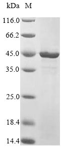 Recombinant Human Transcriptional enhancer factor TEF-3(TEAD4),Partial