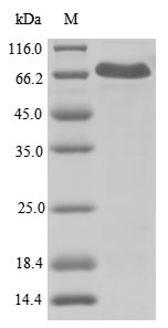 Recombinant Human NACHT, LRR and PYD domains-containing protein 3(NLRP3),partial