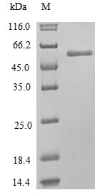 Recombinant Human Mixed lineage kinase domain-like protein(MLKL)