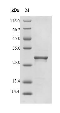 Recombinant Calloselasma rhodostoma Snaclec rhodocytin subunit alpha