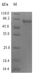 Recombinant Human HLA class I histocompatibility antigen, alpha chain G(HLA-G)