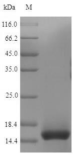 Recombinant Mouse T-cell surface glycoprotein CD3 epsilon chain(Cd3e),partia