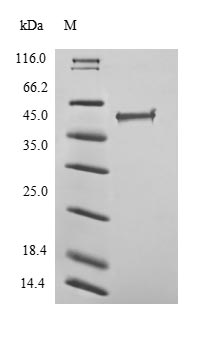 Recombinant Human Transcriptional regulator ERG(ERG)