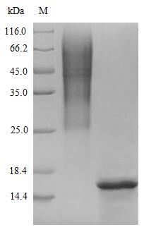 Recombinant Human Glucagon-like peptide 1 receptor(GLP1R),partial