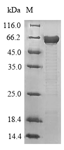 Recombinant Mouse Microtubule-associated protein tau(Mapt)