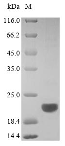 Recombinant Mouse B-lymphocyte antigen CD20(Ms4a1),partial