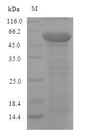 Recombinant Mouse Neurofilament light polypeptide(Nefl)