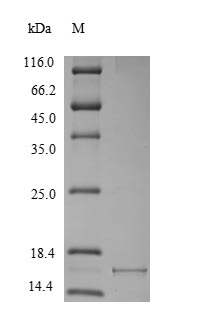 Recombinant Macaca fascicularis Alpha-synuclein(SNCA)