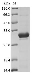 Recombinant Escherichia coli O157:H7 Metalloprotease stcE(stcE),partial