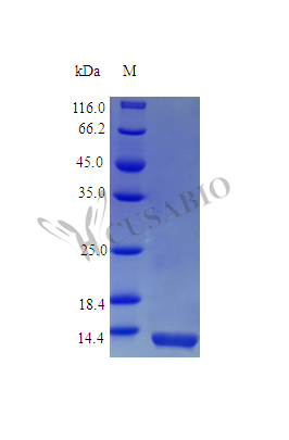 Recombinant Mouse Interleukin-13 protein(Il13),partial (Active)