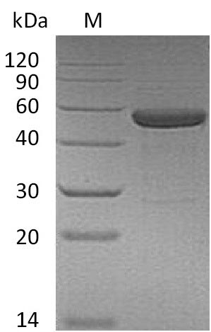 Recombinant Human Interleukin-15 & Interleukin-15 receptor subunit alpha(IL15 & IL15RA),partial(Active)