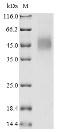 Recombinant Human Transmembrane protease serine 2(TMPRSS2)(R255Q),partial (Active)