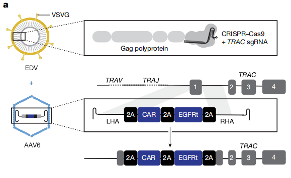 Figure 4: Cas9–RNP VSVG-WT Envelope Delivery Vector and HDRT-carrying AAV6 Vector