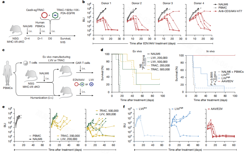 Figure 8: Comparison of In Vivo Targeted TRAC and Ex Vivo/In Vivo Lentiviral Vector CAR-T in B-Lymphocyte Cancer Models