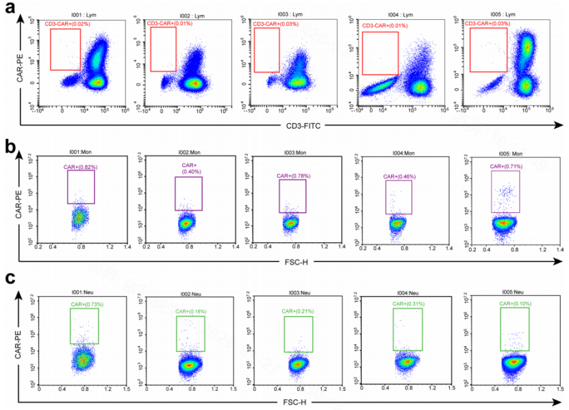 Figure 6: Flow Cytometric Analysis of Off-Target Transduction in Patient Peripheral Blood at Peak CAR-T Cell Expansion